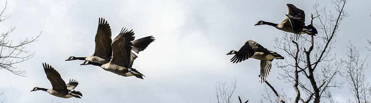 canadian-geese-in-flight