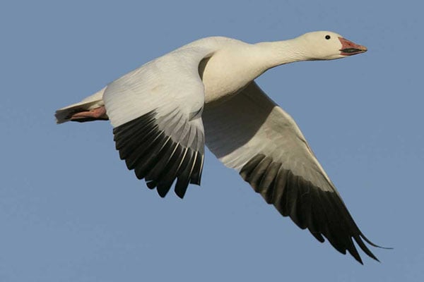 THUMB-snow-goose