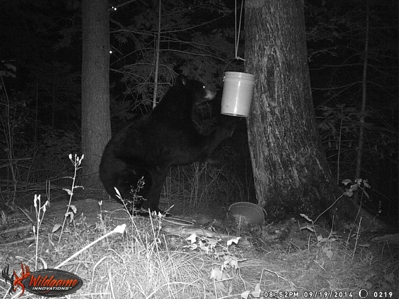 Black Bear Baits: A Guide for Hunters