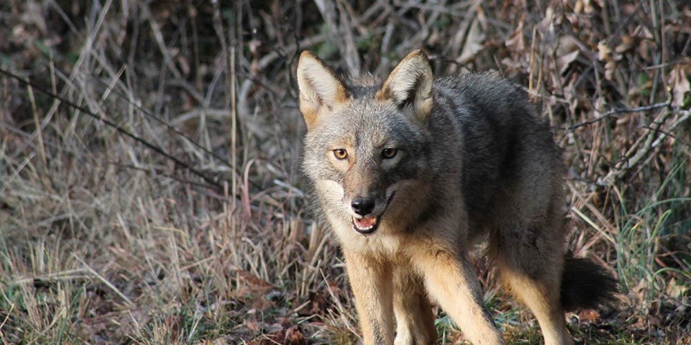 Predator Calling: How to Call Bobcats Day or Night