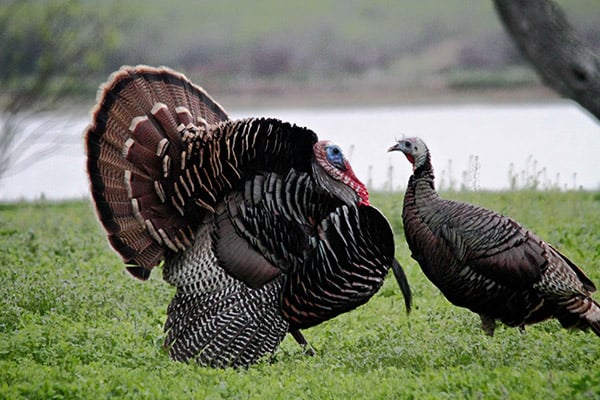 eastern-turkey-thumb