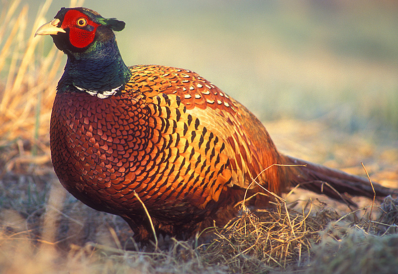 pheasant-gear-1