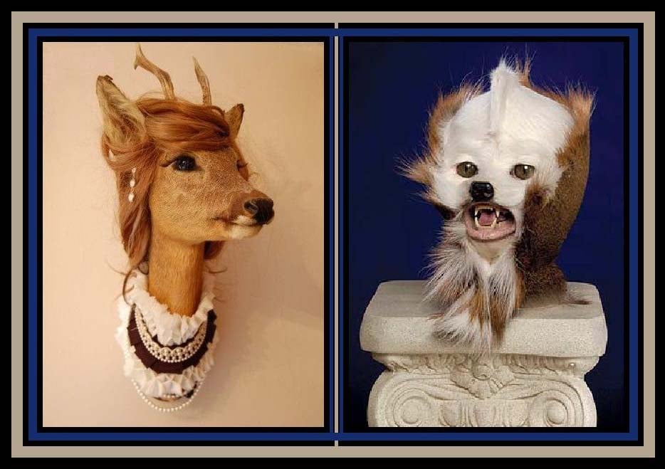 Bad Taxidermy And How To Avoid It