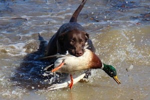 ducks-and-dogs-thumb