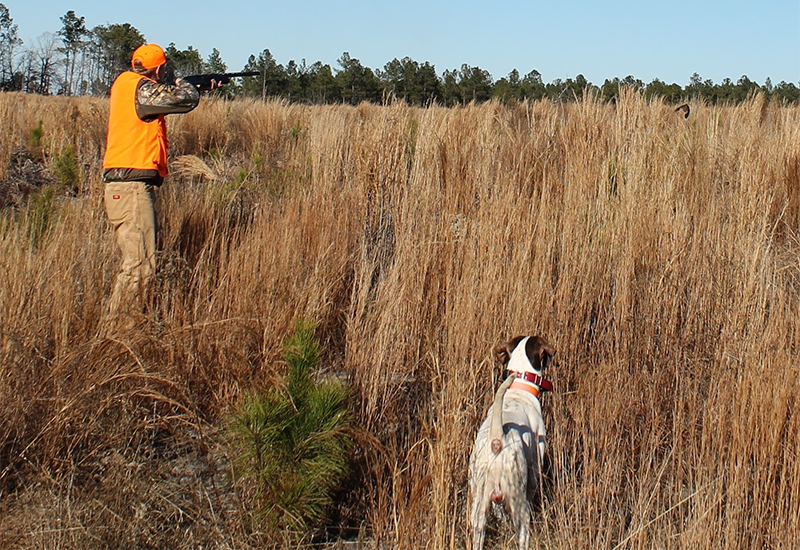 southern-quail-2