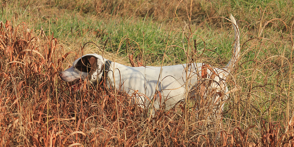 southern-quail-3