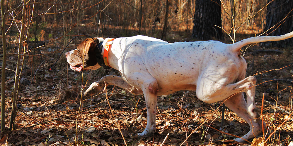 southern-quail-4