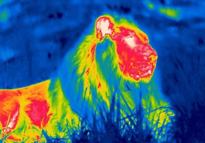 thermal image