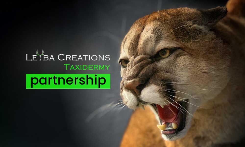 Leyba Creations Taxidermy partnership