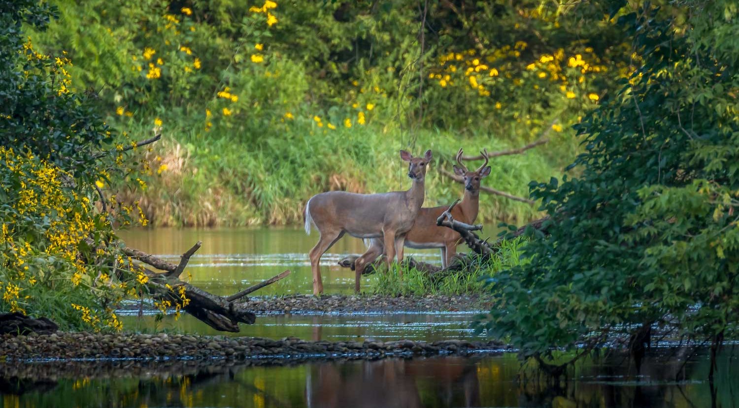 Hunting and Environment