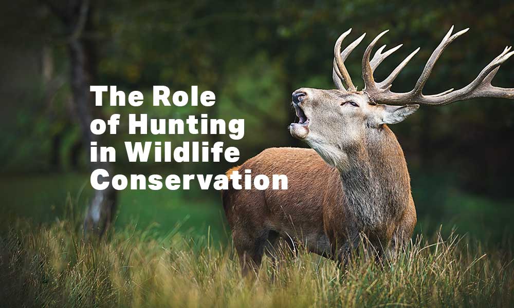 hunting in wildlife conservation