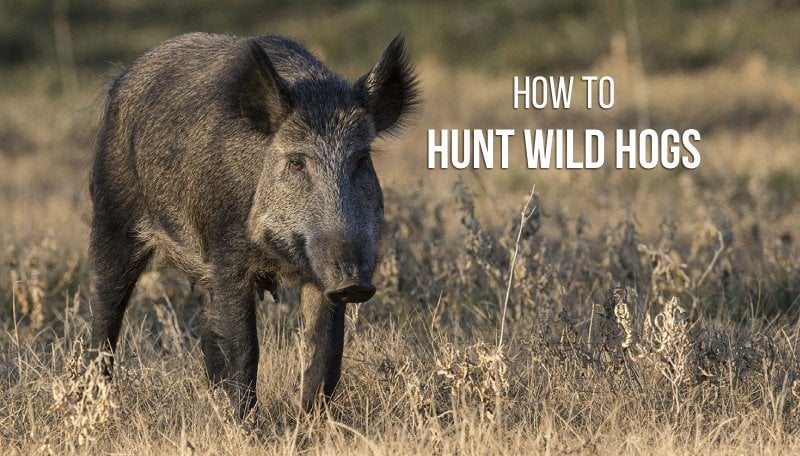 Boar Hunting Techniques: A Comprehensive Guide for Beginners