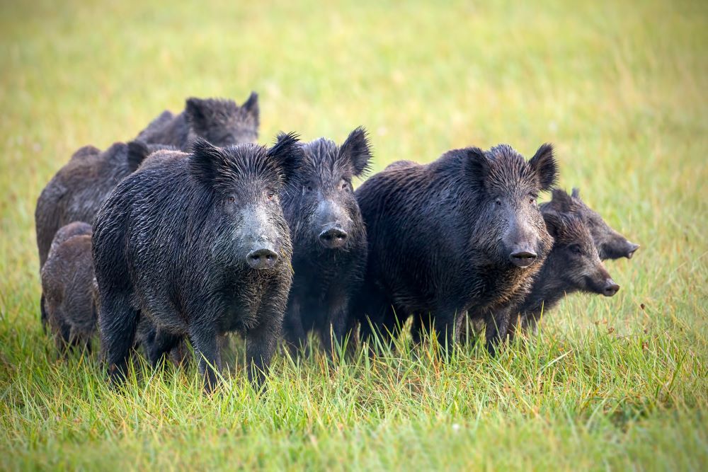 wild-hog-group