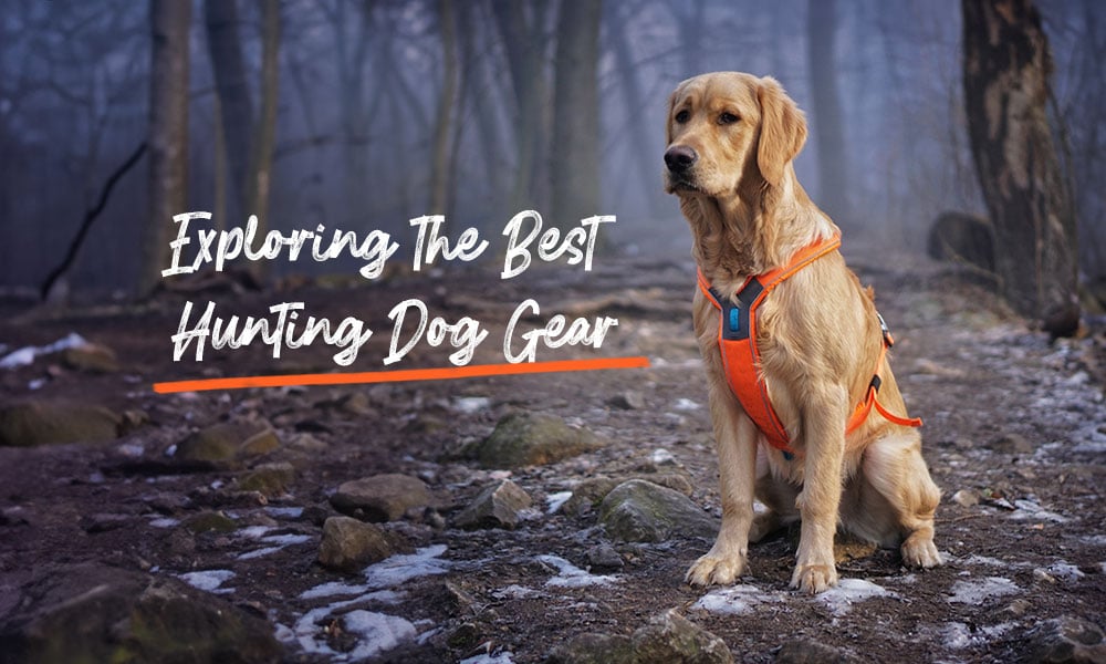 dog hunting gear