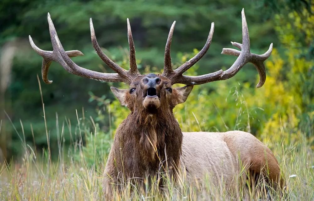 elk-calling