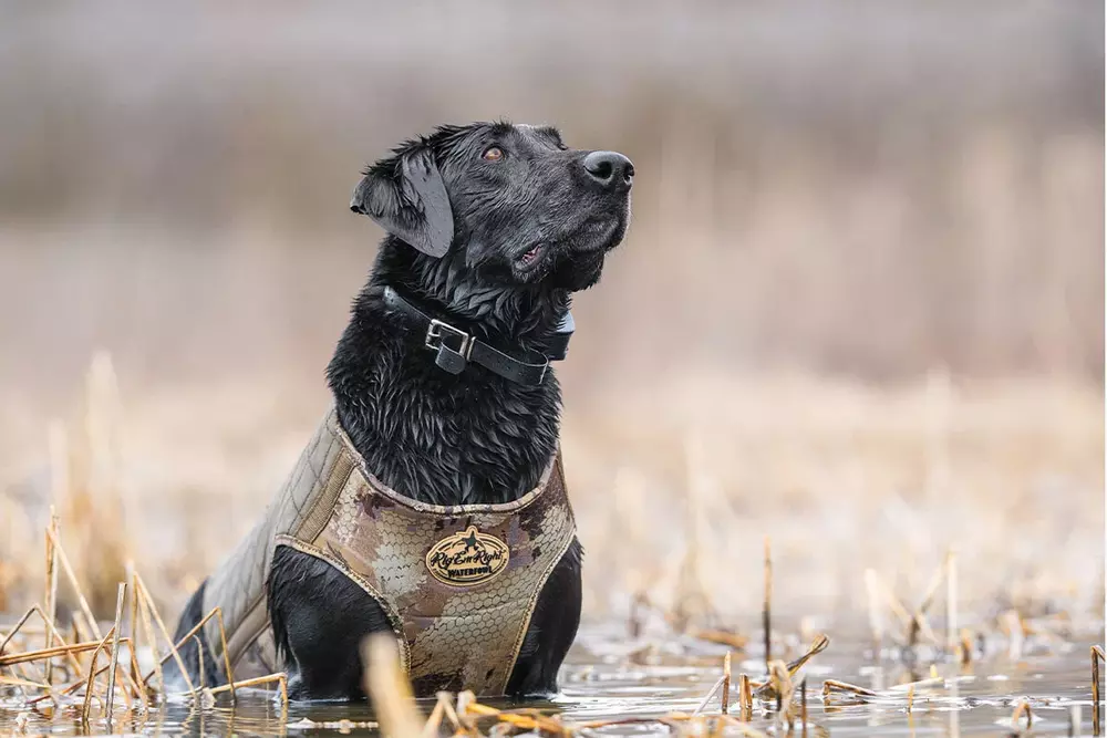 hunting dog vest