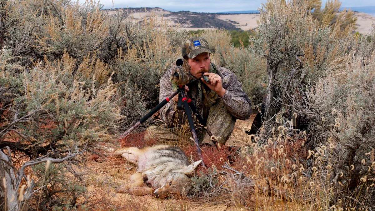coyote-calling-with-handheld-call
