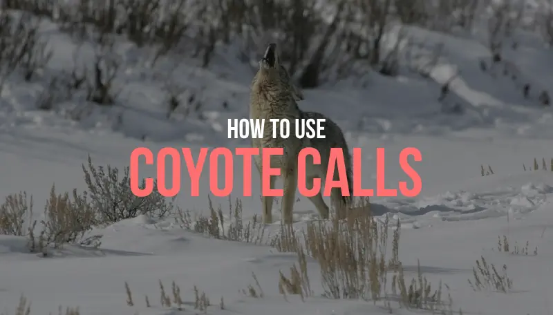 guide-to-coyote-calls
